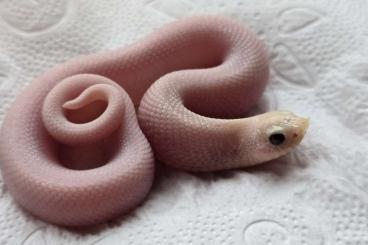 Snakes kaufen und verkaufen Photo: Hognose 0. 1 Leucistic 66% het Toffe Belly