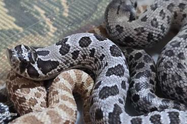 Snakes kaufen und verkaufen Photo: Heterodon Nasicus 2024 Hognoses