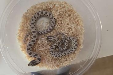 Schlangen kaufen und verkaufen Foto: HETERODON NASICUS "CASPER PROJECT" HAMM 14 SEPTERMBER