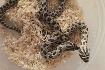 Schlangen kaufen und verkaufen Foto: HETERODON NASICUS "CASPER PROJET" HAMM 14 SEPTEMBER