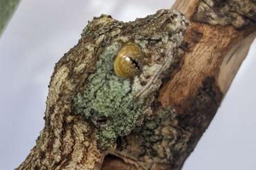 Echsen  kaufen und verkaufen Foto: Uroplatus sikorae - Hamm show