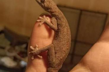 Geckos kaufen und verkaufen Foto: Female Strophurus wellingtonae CB 2021