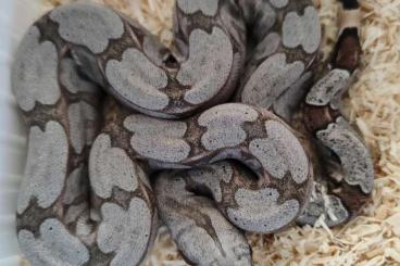 Boas kaufen und verkaufen Photo: 0,1 Boa constrictor amarali Silverback 