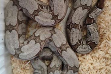 Boas kaufen und verkaufen Foto: 0,1 Boa constrictor amarali Silverback 