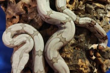 Boas kaufen und verkaufen Photo: 0,1 Boa constrictor amarali Silverback 