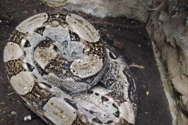 Schlangen kaufen und verkaufen Foto: 1.0 Boa constrictor imperator "Cay Caulker" DNZ 2013