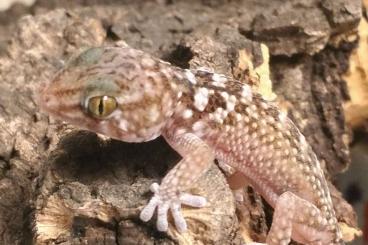 Geckos kaufen und verkaufen Foto: 0.4 Chondrodactylus Pulitzerae / Thick-toed Geckos 