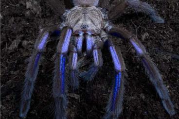 Vogelspinnen kaufen und verkaufen Foto: Weinstadt spider bulk offer