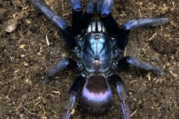 Vogelspinnen kaufen und verkaufen Foto: Weinstadt full unsexed spider list