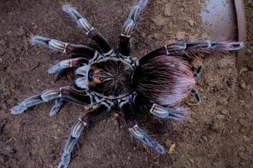 Vogelspinnen kaufen und verkaufen Foto: female and male spider list for Weinstadt