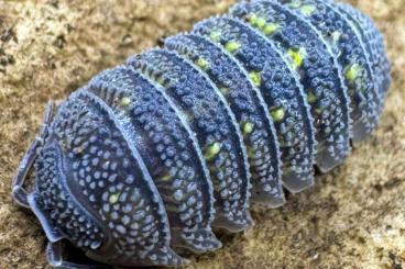 Krebstiere terrestrisch  kaufen und verkaufen Foto: rare isopods offer to Hamm and for shipping!