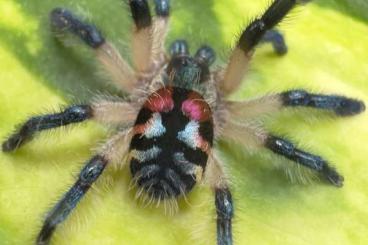 Vogelspinnen kaufen und verkaufen Foto: Spiders to WIEN, ZIVA, HAMM, OSTRAVA, MARIBOR