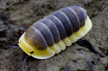 Krebstiere terrestrisch  kaufen und verkaufen Foto: ISOPODS to WIEN, ZIVA, HAMM, OSTRAVA, MARIBOR