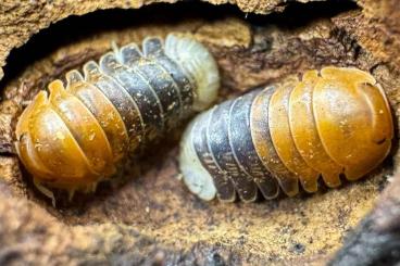 Krebstiere terrestrisch  kaufen und verkaufen Foto: ISOPODS to WIEN, ZIVA, HAMM, OSTRAVA, MARIBOR