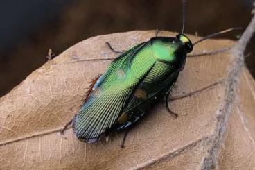 Insekten kaufen und verkaufen Foto: COCKROACHES to WIEN, ZIVA, HAMM, OSTRAVA, MARIBOR