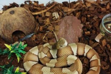 Snakes kaufen und verkaufen Photo: For sale Varanus, venomous snakes
