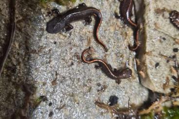 newts and salamanders kaufen und verkaufen Photo: Cynops pyrrhogaster abzugeben 