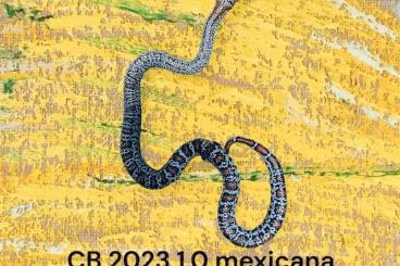 Colubrids kaufen und verkaufen Photo: Lampropeltis mexicana mexicana striped x granit 1.1
