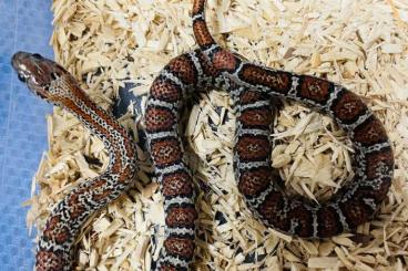 Schlangen kaufen und verkaufen Foto: Lampropeltis mexicana mexicana 