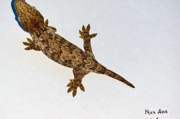 Lizards kaufen und verkaufen Photo: 2.0 Nuu Ana High Pink leachianus NZ 24