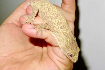 Geckos kaufen und verkaufen Foto: 3.0 Pine Island F3 leachianus NZ 24