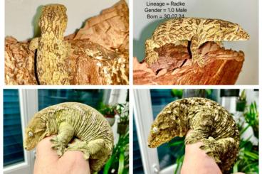 Geckos kaufen und verkaufen Photo: 3.0 Pine Island F3 leachianus NZ 24