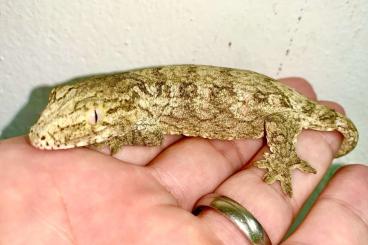 Geckos kaufen und verkaufen Foto: 1.1  Riviere Bleue NZ 24 - seltene leachianus Lokalität 