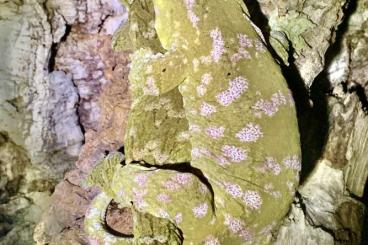 Lizards kaufen und verkaufen Photo: 2.0 leachianus Nuu Ana High Pink NZ 24