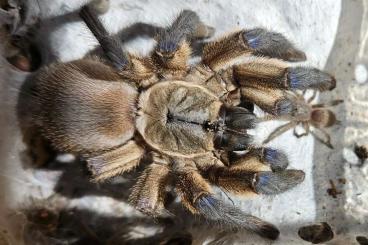 Vogelspinnen kaufen und verkaufen Foto: 0.4.50 Monocentropus balfouri für Hamm