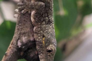 Geckos kaufen und verkaufen Foto: Suche 0.1 Eurydactylodes occidentalis