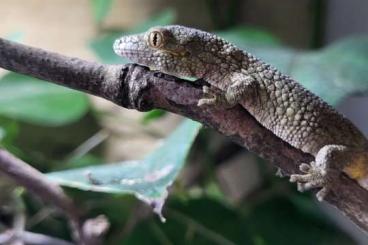 Geckos kaufen und verkaufen Photo: Suche 0.1 Eurydactylodes occidentalis