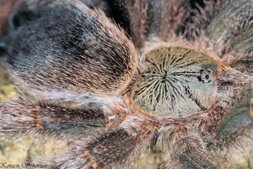 - bird spiders kaufen und verkaufen Photo: For Houten / Hamm / Shipping 
