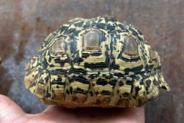 Schildkröten  kaufen und verkaufen Foto: Stigmochelys Pardalis Pardalis