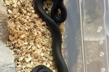 Colubrids kaufen und verkaufen Photo:   Schwarze Westafrikanische Hausschlangen 0.0.15