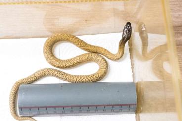 Giftschlangen kaufen und verkaufen Foto: Oxyuranus microlepidotus, Naja samarensis, Dendroaspis viridis