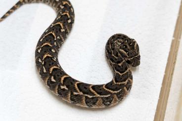 Venomous snakes kaufen und verkaufen Photo: Bitis arietans / Puffadder Kokstad