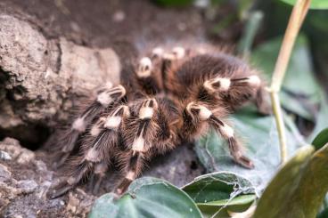 - bird spiders kaufen und verkaufen Photo: 0.1 Acanthoscurria geniculata adult - 60 €