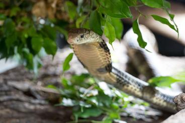 Venomous snakes kaufen und verkaufen Photo: 1.1 Ophiophagus hannah - King Cobra (China locality)