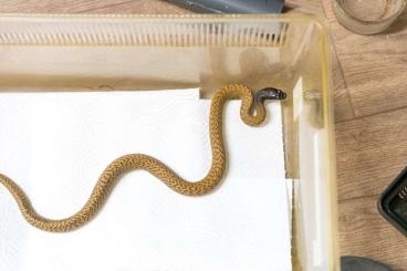 Venomous snakes kaufen und verkaufen Photo: Oxyuranus microlepidotus, Inland Taipan CB24