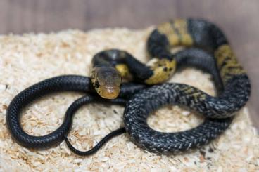 Venomous snakes kaufen und verkaufen Photo: 1.1 Naja savannula - West African banded cobra