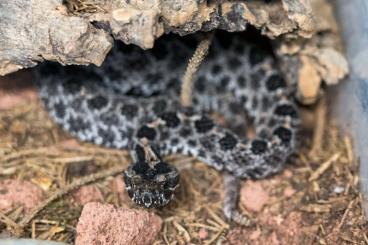 Venomous snakes kaufen und verkaufen Photo: Oxyuranus microlepidotus, Crotalus helleri, Sistrurus miliarius