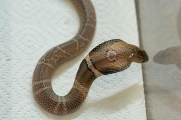 Giftschlangen kaufen und verkaufen Foto: Naja kaouthia / Bothrops asper / Oxyuranus microlepidotus