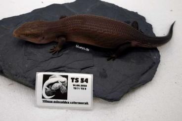 Skinke kaufen und verkaufen Foto: Tiliqua scincoides colormorph Skinke kaufen und verkaufen Foto: Tiliqua scincoides colormorph