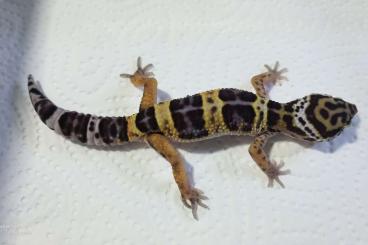Geckos kaufen und verkaufen Photo: Leos Black Nights 7.0 aus 23