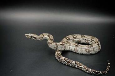 Boas kaufen und verkaufen Photo: Boa constrictor longicauda het. anery. CB24