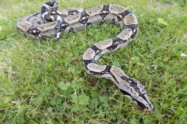 Boas kaufen und verkaufen Foto: Boa constrictor longicauda het. anery. CB24