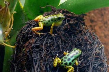 Poison dart frogs kaufen und verkaufen Photo: Biete diverse Dendrobaten