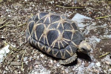 Landschildkröten kaufen und verkaufen Foto: Male Geochelone Platynota