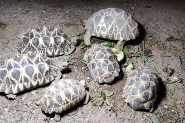 Landschildkröten kaufen und verkaufen Foto: Geochelone Platynota - group 4.2