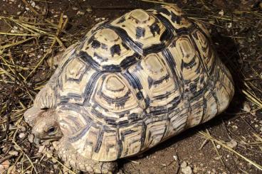 Tortoises kaufen und verkaufen Photo: Stigmochelys Pardalis Babcocki